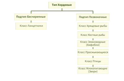 Классификация царства животных | PDF