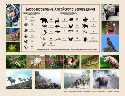 Животные - православная энциклопедия «Азбука веры»