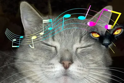 Как влияет музыка на животных | Музыка для всех | Дзен