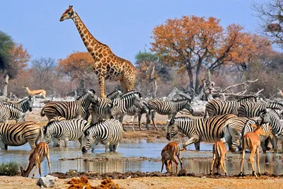 Набор фигурок Животные Африки "Сафари-парк", развивающие игрушки для детей,  обучающий детский набор из 5 видов животных в комплекте - купить с  доставкой по выгодным ценам в интернет-магазине OZON (845462689)
