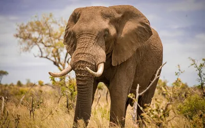 Найди и наклей "Животный мир Африки" (887414) - Купить по цене от   руб. | Интернет магазин 