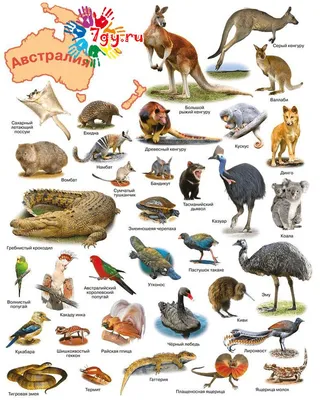 Животные Австралии, Сергей Рублев – скачать pdf на ЛитРес