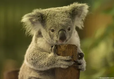 Прекрасные австралийские животные, которых нет на других континентах | Животные  австралии, Животные, Австралия