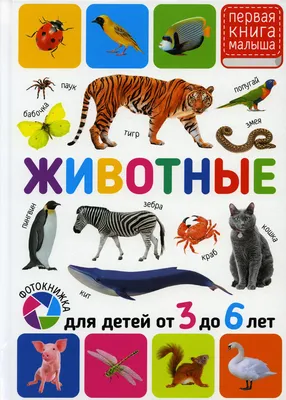 ЧУДЕСА ПРИРОДЫ. Удивительный мир животных для детей Хоббитека 8500632  купить за 280 ₽ в интернет-магазине Wildberries