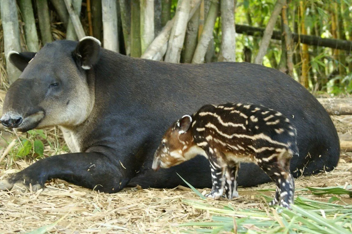 Лучшие животные америки. Тапир в Южной Америке. Тапир Венесуэла. Природа Южной Америки тапиры. Горный тапир.