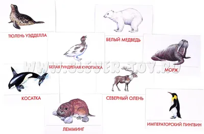 Демонстрационный Материал проф-Пресс плакат Животные Арктики и Антарктики -  купить подготовки к школе в интернет-магазинах, цены на Мегамаркет |