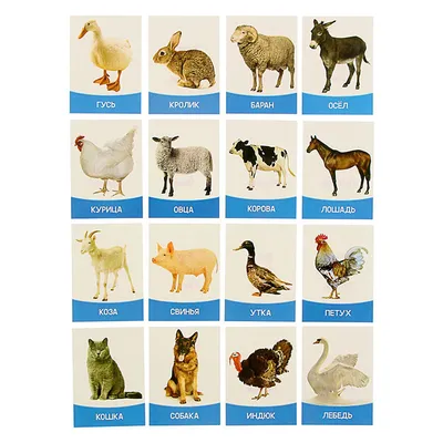 Домашние животные Карточки Домана для малышей - YouTube