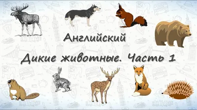 Животные на английском языке в картинках с переводом и транскрипцией для  детей и взрослых/ Английский онлайн | Английский язык, Язык, Английский