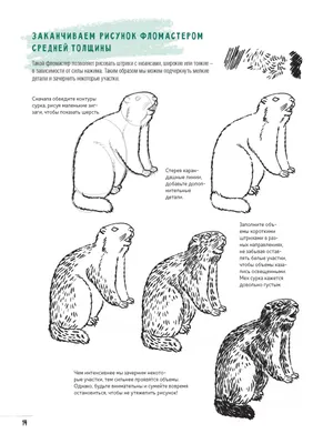 Создаем наброски животных и птиц шаг за шагом. Скетчбук начинающего  художника — купить в издательстве «Контэнт»