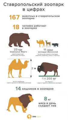 Результаты аннулировали: новосибирцы будут заново выбирать символ  новогодней столицы России | 