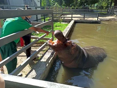 Животные из Большереченского зоопарка пребывают в ужасном состоянии? |  Омск-информ