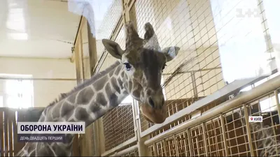 Жизнь под звуки взрывов: как война повлияла на животных киевского зоопарка  (видео) — УНИАН