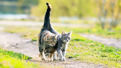 Пространство для кошек и ваше жилье - БАГИРА зоомагазин №1 в Крыму
