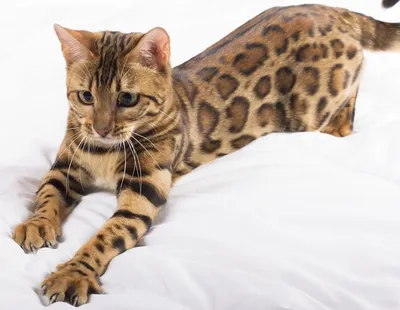 Эксперты составили топ-10 самых популярных пород кошек | Ветеринария и жизнь