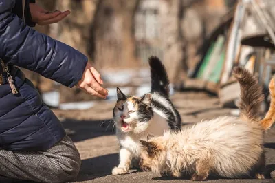 Как выбрать котенка для дома и что узнать у заводчика 🐈 – 