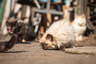 Как подружиться с котенком: социализация маленького котенка | Hill's Pet