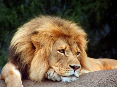 Скачать обои животные, лев, царь зверей, animals, leo разрешение 1920x1080  #30453