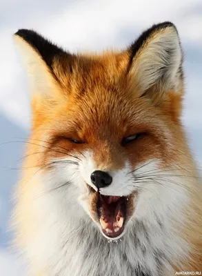 лисы :: fox :: animals :: животные :: fandoms :: фэндомы / картинки, гифки,  прикольные комиксы, интересные статьи по теме.