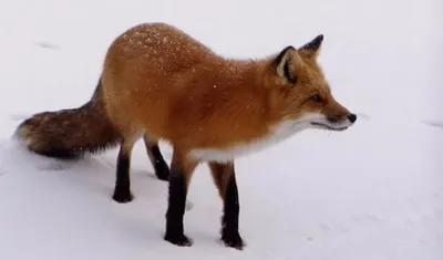 Картинки по запросу животные лиса | Raposa de estimação, Fotos de raposa,  Fotos de animais selvagens