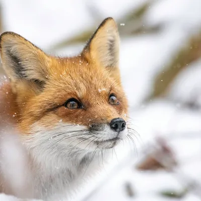 Лиса :: animals :: photo :: fox :: животные :: фото :: fandoms :: фэндомы /  картинки, гифки, прикольные комиксы, интересные статьи по теме.