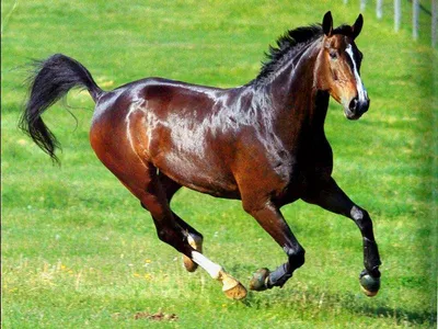 ⭐Самые красивые породы лошадей!🐎 | ⭐Красота спасет мир!⭐ | Дзен
