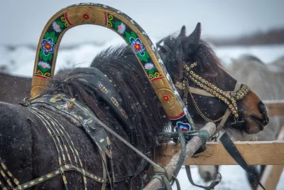 три лошади в поле осенью, разные породы лошадей с изображением, лошадь,  животное фон картинки и Фото для бесплатной загрузки