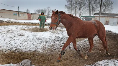 Хранители мезенских лошадей Русского Севера