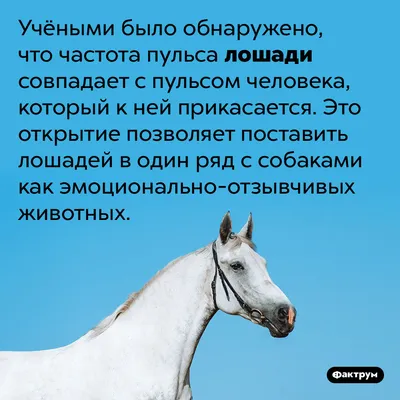 Лошадь – главное бохо-животное. Благородное и изящное