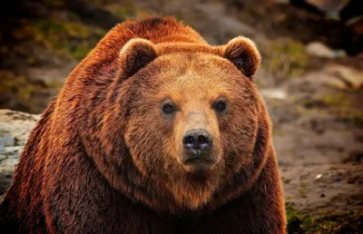 Бурый Медведь (Фото): Как выглядит, Где обитает, Чем питается и Интересные  факты