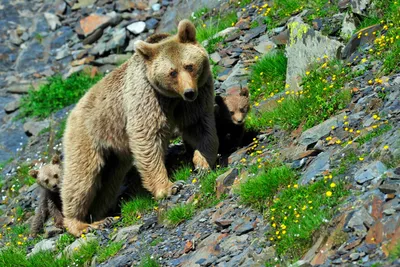 Опасный сосед медведя — человек. Эксперты рассказали о сокращении популяции  животного в Кавказском заповеднике - СА онлайн - Советская Адыгея