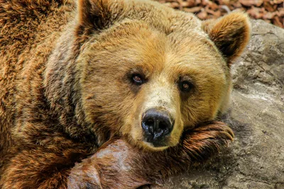 Животным 2022 года в Эстонии выбран бурый медведь | Пикабу