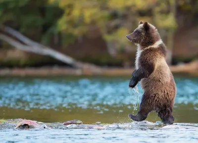 Bear and cub. Медведь и медвежонок. PNG. | Медведь, Рисунки животных,  Рисунки