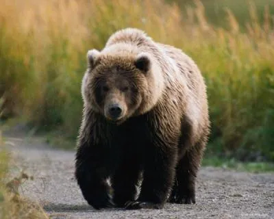 Молодой медведь у лесного ручья | Пикабу
