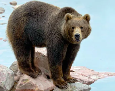 Сегодня в центре Томска обезвредили медведя - Томский Обзор – новости в  Томске сегодня