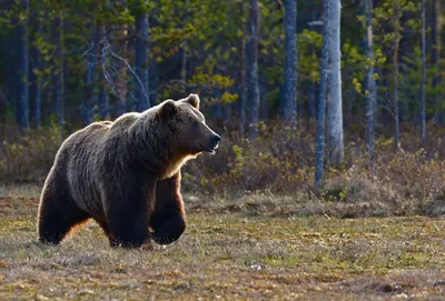 Белый медведь — крупнейший хищник