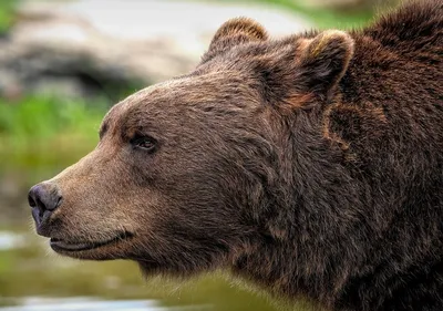 Картина интерьерная на дереве животные мишка в Лесу (медведь, bear, пейзаж)  - 11653 - купить по низкой цене в интернет-магазине OZON (844358065)