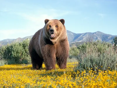 Бурый медведь. Описание, особенности, образ жизни и среда обитания бурого  медведя. | Планета земля | Дзен