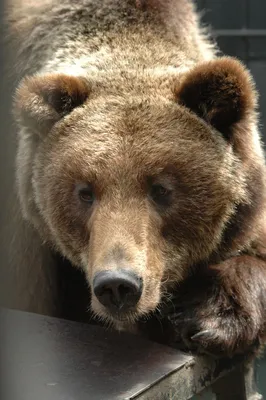 Фигурка животного Медведь 81180 Derri Animals 28871364 купить за 417 ₽ в  интернет-магазине Wildberries