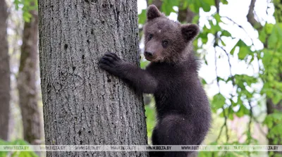 Bear and cub. Медведь и медвежонок. PNG. | Медведь, Медвежонок, Рисунки  животных