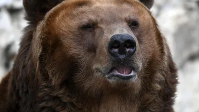 Редкие животные. В дагестанском ресторане жил медведь. Когда туристы  возмутились условиями содержания зверя, его застрелили — Новая газета