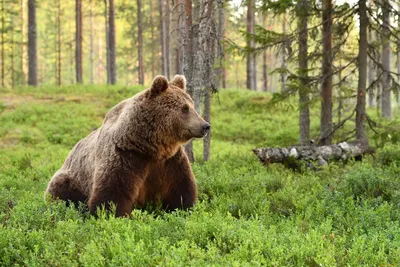 Пещерный медведь 13 см Ursus spelaeus — фигурка доисторического животного  Papo 55066 — купить в интернет-магазине Новая Фантазия