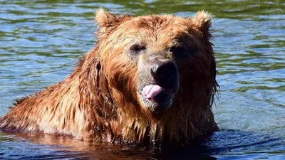 Медведи были, но они самоликвидировались»: какие дикие животные водятся в  Подмосковье - 