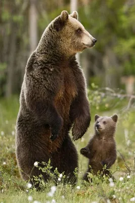 Фотографии Бурые Медведи медведь животное 2560x1920