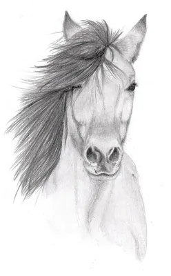 Horse Pencil sketch by Vulpes-Corsac on deviantART | Pencil sketches of  animals, Horse drawings, Pencil drawings of animals