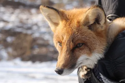 Наблюдение за животными в Приморском крае – Журнал «Отдых в России»