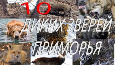 Численность диких копытных животных увеличилась в Приморье - 