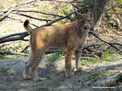 Амурский лесной кот — Википедия