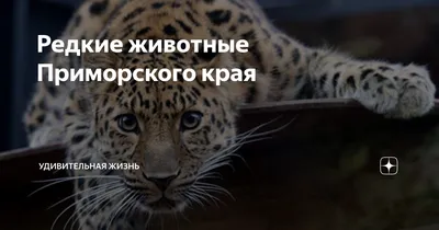 Редкие животные Приморского края | Жизнь со всех ракурсов | Дзен