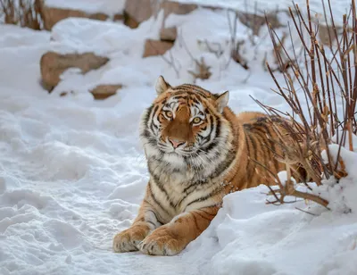 Национальный парк "Земля Леопарда" | Туристический портал Приморского края