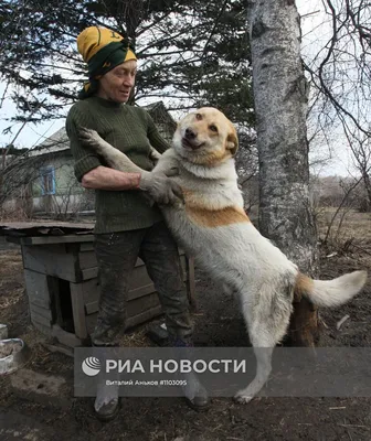 Редкие животные из Красной книги Приморского края — список, характеристика  и фото. Редкие животные Приморского края